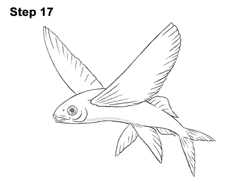 Draw a Flying Fish 17 How to Draw a Flying Fish Cod Wings 17