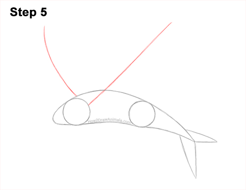 How to Draw a Flying Fish Cod Wings 5