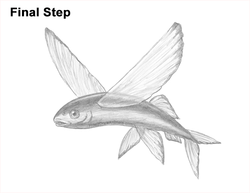 Draw a Flying Fish How to Draw a Flying Fish Cod Wings