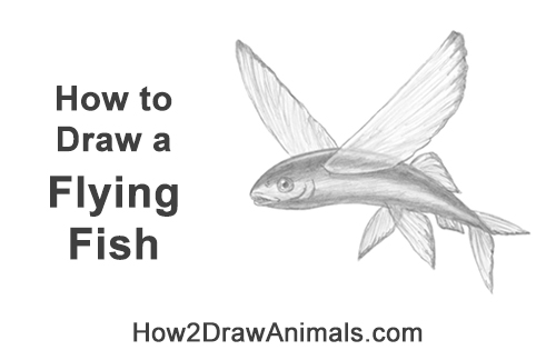 How to Draw a Flying Fish Cod Wings