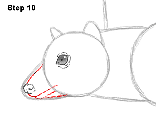 How to Draw a Flying Fox Fruit Bat Wings 10