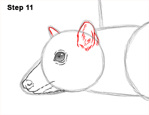 How to Draw a Flying Fox Fruit Bat Wings 11