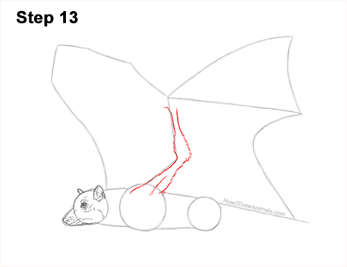 How to Draw a Flying Fox Fruit Bat Wings 13
