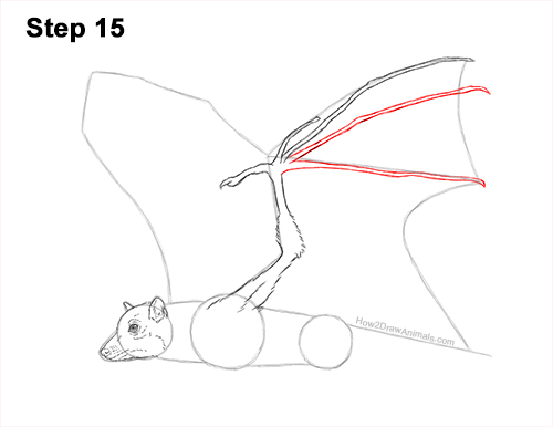 Draw a Flying Fox Fruit Bat 15 How to Draw a Flying Fox Fruit Bat Wings 15