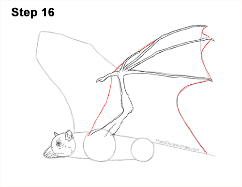 Draw a Flying Fox Fruit Bat 16 How to Draw a Flying Fox Fruit Bat Wings 16