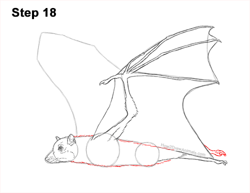 Draw a Flying Fox Fruit Bat 18 How to Draw a Flying Fox Fruit Bat Wings 18