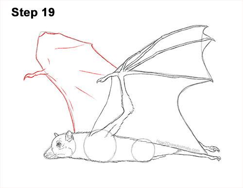 Draw a Flying Fox Fruit Bat 19 How to Draw a Flying Fox Fruit Bat Wings 19