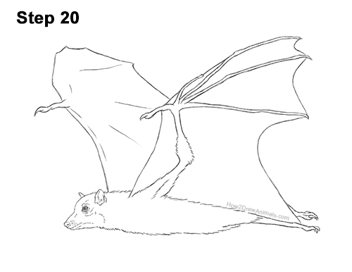 Draw a Flying Fox Fruit Bat 20 How to Draw a Flying Fox Fruit Bat Wings 20