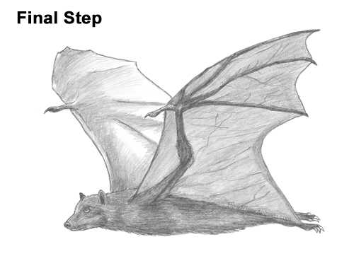 Draw a Flying Fox Fruit Bat How to Draw a Flying Fox Fruit Bat Wings