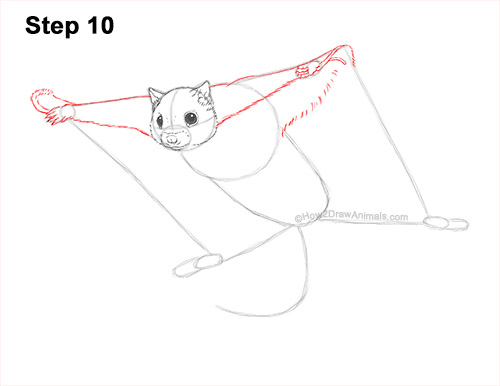 Draw a Flying Squirrel 10 How to Draw a Southern Flying Squirrel Gliding 10