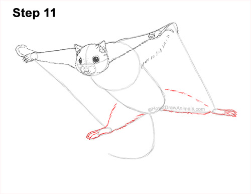 Draw a Flying Squirrel 11 How to Draw a Southern Flying Squirrel Gliding 11