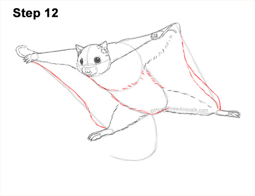 Draw a Flying Squirrel 12 How to Draw a Southern Flying Squirrel Gliding 12