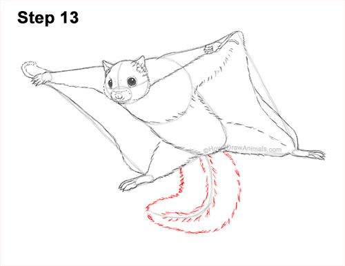Draw a Flying Squirrel 13 How to Draw a Southern Flying Squirrel Gliding 13