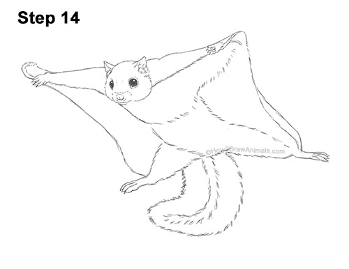 Draw a Flying Squirrel 14 How to Draw a Southern Flying Squirrel Gliding 14