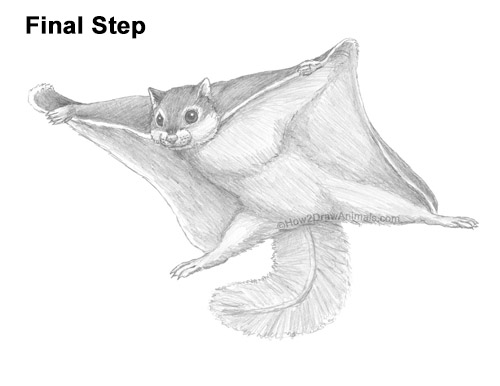 Draw a Flying Squirrel How to Draw a Southern Flying Squirrel Gliding