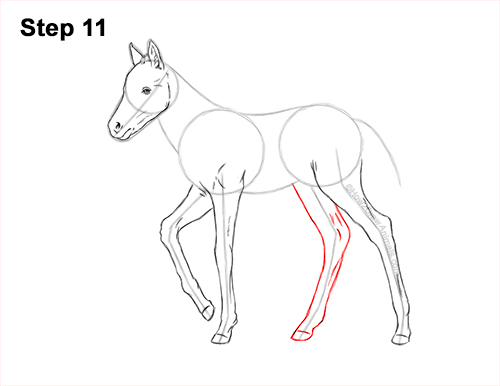 How to Draw a Foal Baby Horse Walking Side View 11