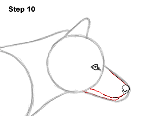 How to Draw a Red Fox Walking Side View 10