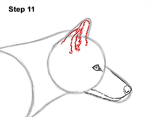 How to Draw a Red Fox Walking Side View 11