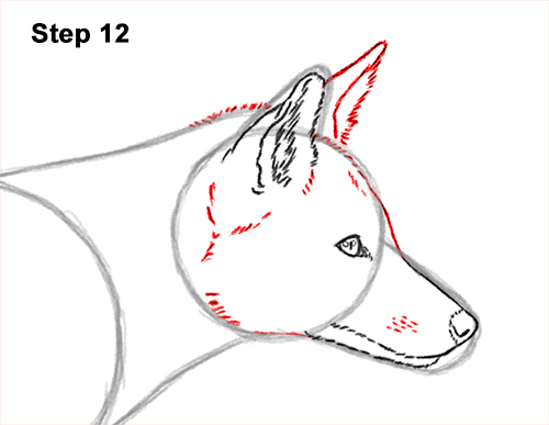 How to Draw a Red Fox Walking Side View 12