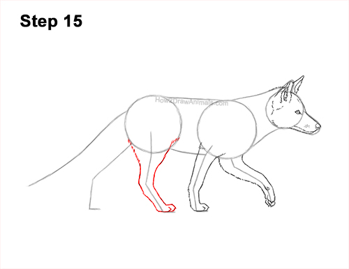 How to Draw a Red Fox Walking Side View 15