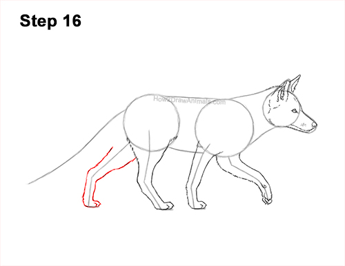 How to Draw a Red Fox Walking Side View 16