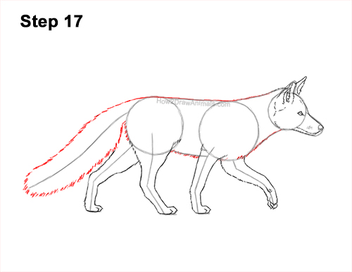 How to Draw a Red Fox Walking Side View 17
