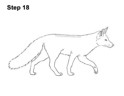 How to Draw a Red Fox Walking Side View 18