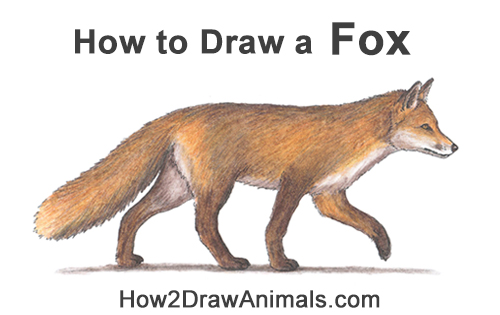 Draw a Red Fox Walking Color How to Draw a Red Fox Walking Side View Color