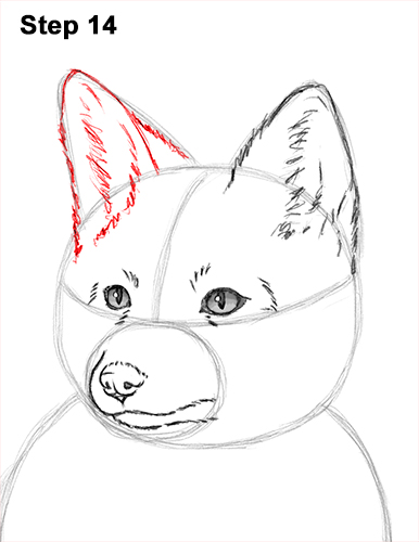 How to Draw a Red Fox Sitting 14