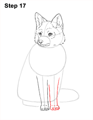 How to Draw a Red Fox Sitting 17