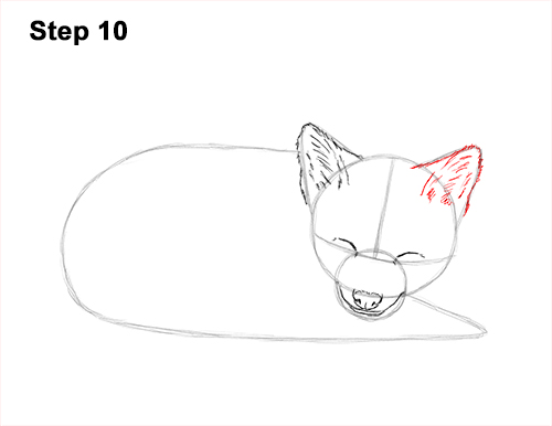 How to Draw Cute Red Fox Sleeping Asleep 10