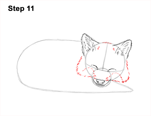 How to Draw Cute Red Fox Sleeping Asleep 11
