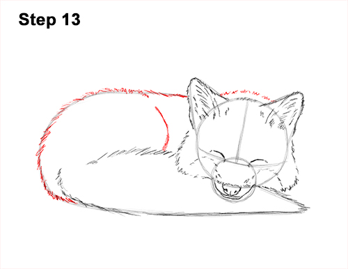 How to Draw Cute Red Fox Sleeping Asleep 13
