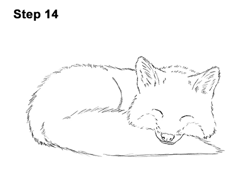 How to Draw Cute Red Fox Sleeping Asleep 14