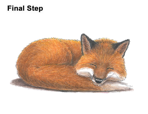 How to Draw Cute Red Fox Sleeping Asleep