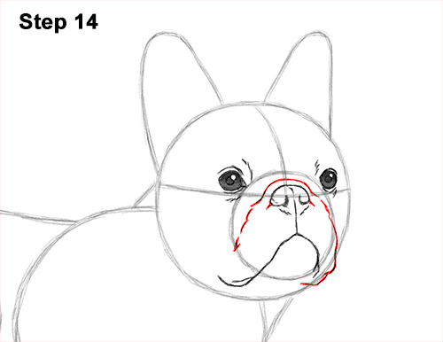 How to Draw French Bulldog Frenchie Puppy Dog 14
