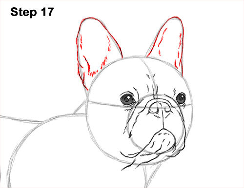 How to Draw French Bulldog Frenchie Puppy Dog 17