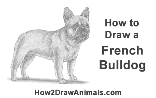 Draw French Bulldog How to Draw French Bulldog Frenchie Puppy Dog