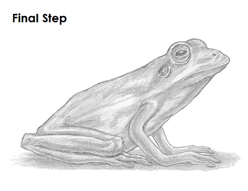 Draw Frog