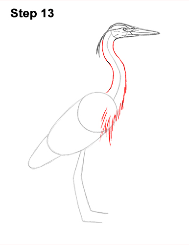 How to Draw Great Blue Heron Bird 13