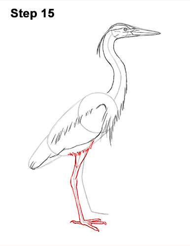 How to Draw Great Blue Heron Bird 15 How to Draw Great Blue Heron Bird 15