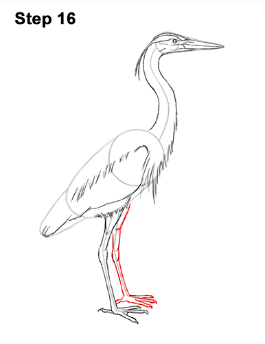 How to Draw Great Blue Heron Bird 16 How to Draw Great Blue Heron Bird 16