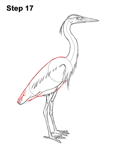 How to Draw Great Blue Heron Bird 17 How to Draw Great Blue Heron Bird 17