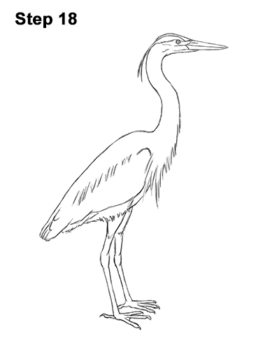 How to Draw Great Blue Heron Bird 18 How to Draw Great Blue Heron Bird 18