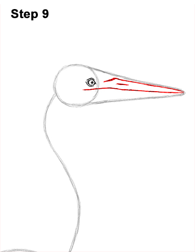 How to Draw Great Blue Heron Bird 9