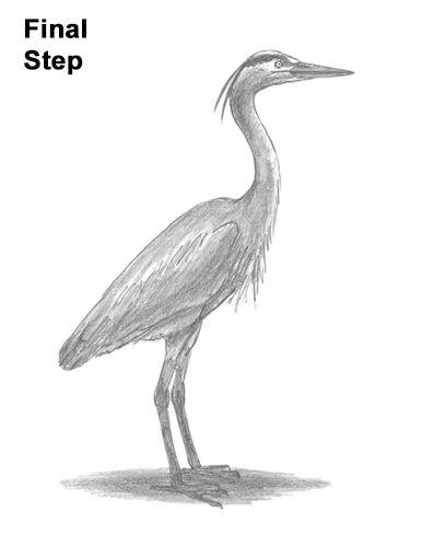 How to Draw Great Blue Heron Bird How to Draw Great Blue Heron Bird