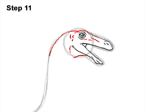 Draw a Gallimimus Dinosaur 11 How to Draw a Gallimimus Dinosaur Running Side 11