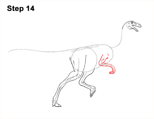 Draw a Gallimimus Dinosaur 14 How to Draw a Gallimimus Dinosaur Running Side 14