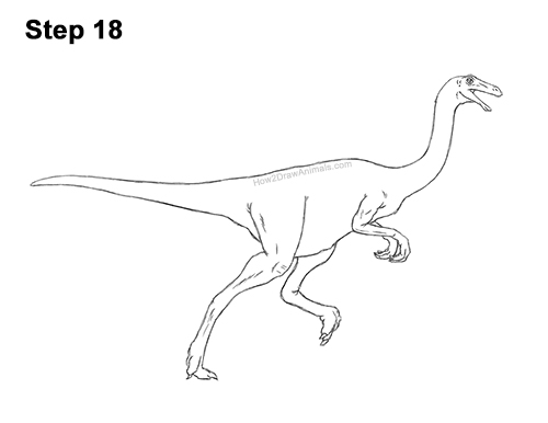 Draw a Gallimimus Dinosaur 18 How to Draw a Gallimimus Dinosaur Running Side 18