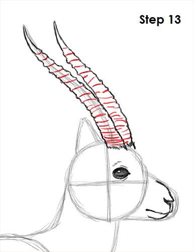 Gazelle Drawing 13 Draw Gazelle 13